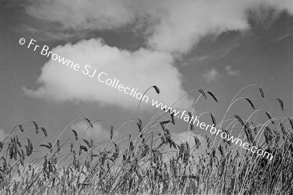 GROWING WHEAT & CLOUDS